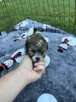 REDUCED ! Small Female Puppy! 🩷 , a female Maltipoo for sale in Live Oak, FL – 8 of 9