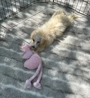 REDUCED! *Small In Person and Petite Face* , a male Maltipoo for sale in Mc Alpin, FL – 4 of 5