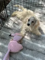 REDUCED! *Small In Person and Petite Face* , a male Maltipoo for sale in Mc Alpin, FL – 3 of 5