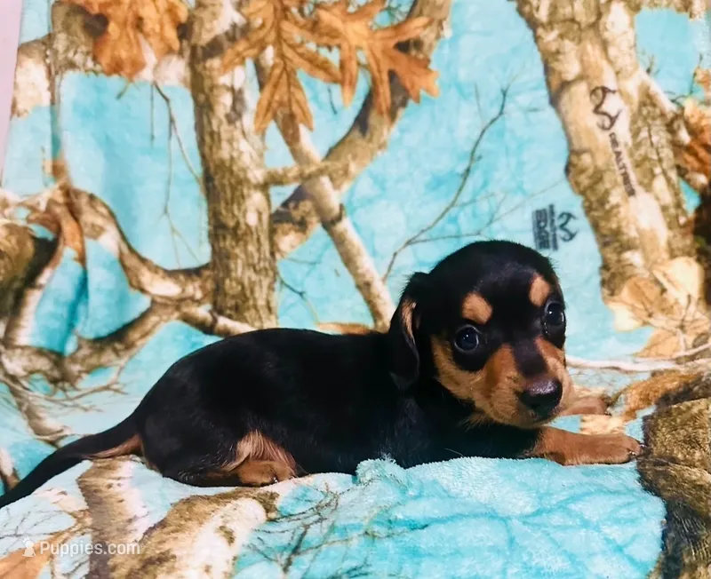 Ranger – Miniature Dachshund puppy for sale in Live Oak, FL