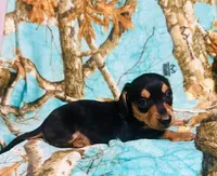 Ranger, a male Miniature Dachshund for sale in Live Oak, FL – 1 of 5