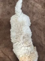 Tan and White Male Puppy *SMALL* REDUCED!, a male Maltipoo for sale in Orlando, FL – 6 of 10