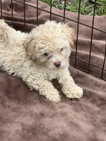 Adorable female REDUCED *SMALL*, a female Maltipoo for sale in Orlando, FL – 2 of 6