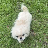 Beautiful Pekingese , a female Pekingese for sale in Live Oak, FL – 4 of 6