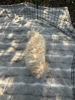 REDUCED MALTIPOO MALE PUPPY! SMALL IN PERSON, a male Maltipoo for sale in Lake City, FL – 3 of 5