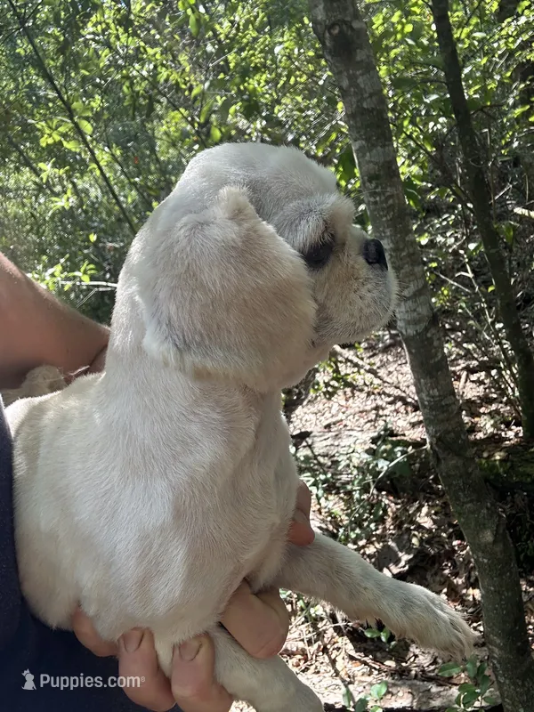 *SMALL* ln Person Female Puppy  – Pekingese puppy for sale in Live Oak, FL