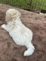Tan and White Male Puppy *SMALL* REDUCED!, a male Maltipoo for sale in Orlando, FL – 9 of 10
