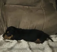 Rose, a female Miniature Dachshund for sale in Live Oak, FL – 2 of 6
