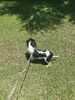 Handsome!, a male Cavalier King Charles Spaniel for sale in Lake City, FL – 6 of 8