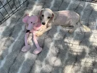 REDUCED! *SMALL In Person* , a male Maltipoo for sale in Live Oak, FL – 3 of 7