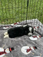 Male Mini Aussiedoodle Puppy !  🩵 , a male Poodle - Toy  and Miniature Australian Shepherd for sale in Live Oak, FL – 4 of 6