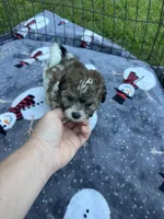 REDUCED ! Small Female Puppy! 🩷 , a female Maltipoo for sale in Live Oak, FL – 1 of 9