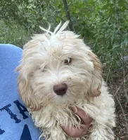 Green Eyes puppy (SMALL) ln person , a female Maltipoo for sale in Live Oak, FL – 1 of 4