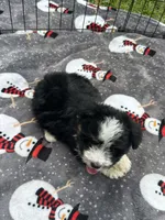Male Mini Aussiedoodle Puppy !  🩵 , a male Poodle - Toy  and Miniature Australian Shepherd for sale in Live Oak, FL – 5 of 6