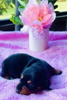 Rose, a female Miniature Dachshund for sale in Live Oak, FL – 5 of 6
