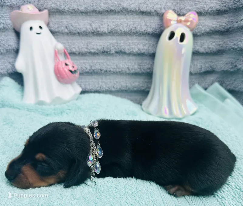 Adorable Girl ! 🩷  – Miniature Dachshund puppy for sale in Live Oak, FL
