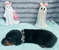 Adorable Girl ! 🩷 , a female Miniature Dachshund for sale in Live Oak, FL – 1 of 7