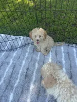 Green Eyes puppy (SMALL) ln person , a female Cockapoo for sale in Live Oak, FL – 4 of 4