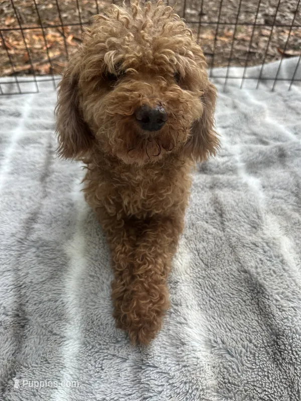 Rolex Red Male  – Poodle - Toy  puppy for sale in Live Oak, FL