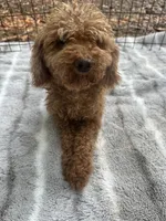 Rolex Red Male , a male Poodle - Toy  for sale in Live Oak, FL – 1 of 6