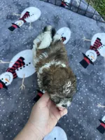 REDUCED ! Small Female Puppy! 🩷 , a female Maltipoo for sale in Live Oak, FL – 7 of 9