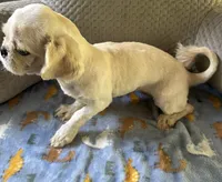 *SMALL* ln Person Female Puppy , a female Pekingese for sale in Live Oak, FL – 3 of 5