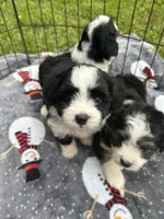 Toy/Mini Aussiedoodle ! , a female Poodle - Toy  and Miniature American Shepherd for sale in Live Oak, FL – 7 of 9