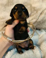 Ranger, a male Miniature Dachshund for sale in Live Oak, FL – 3 of 9