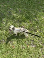 Stella , a female Poodle - Toy  for sale in Live Oak, FL – 5 of 5