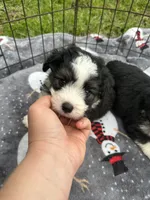 Toy/Mini Aussiedoodle !, a female Miniature Aussiedoodle for sale in Live Oak, FL – 2 of 4