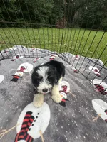 Male Mini Aussiedoodle Puppy ! 🩵 , a male Miniature Aussiedoodle for sale in Live Oak, FL – 3 of 7