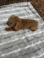Rolex Red Male , a male Poodle - Toy  for sale in Live Oak, FL – 4 of 6