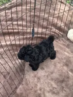 Jet Black Female Puppy *SMALL* REDUCED!, a female Maltipoo for sale in Orlando, FL – 5 of 8