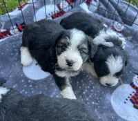 Toy/Mini Aussiedoodle Ready Soon !, a female Miniature Aussiedoodle for sale in Live Oak, FL – 2 of 5