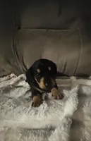 Rose, a female Miniature Dachshund for sale in Live Oak, FL – 3 of 6