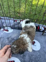 Adorable Girl ! 🩷 (SMALL), a female Maltipoo for sale in Live Oak, FL – 9 of 9