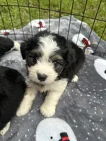 toy/mini aussiedoodle !, a female Poodle - Toy  and Miniature Australian Shepherd for sale in Live Oak, FL – 5 of 5