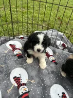 Toy/Mini Aussiedoodle !, a male Poodle - Toy  and Miniature Australian Shepherd for sale in Live Oak, FL – 6 of 6
