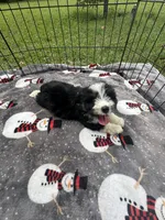 Male Mini Aussiedoodle Puppy ! 🩵 , a male Miniature Aussiedoodle for sale in Live Oak, FL – 6 of 7