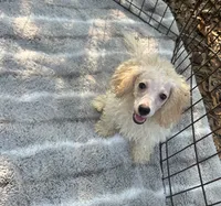 REDUCED! *Small ln Person*, a male Maltipoo for sale in Mc Alpin, FL – 2 of 5