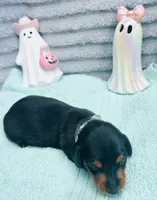 Cute Male !  🩵 , a male Miniature Dachshund for sale in Live Oak, FL – 4 of 6