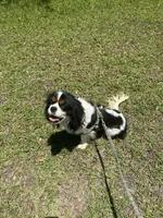 King Charles Male One Year, a male Cavalier King Charles Spaniel for sale in Lake City, FL – 6 of 10