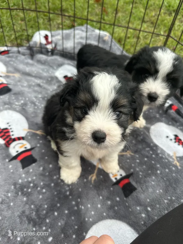 Toy/Mini Aussiedoodle ! – Miniature Aussiedoodle puppy for sale in Live Oak, FL