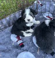 Toy/Mini Aussiedoodle Ready Soon !, a female Miniature Aussiedoodle for sale in Live Oak, FL – 5 of 5