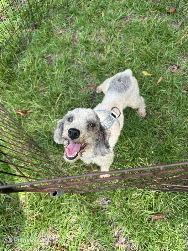 Gracie Toy/Mini – Poodle - Toy , Poodle - Miniature  puppy for sale in Live Oak, FL