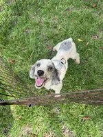 Gracie Toy/Mini, a female Poodle - Toy  and Poodle - Miniature  for sale in Live Oak, FL – 1 of 5