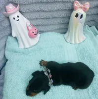 Cute Male !  🩵 , a male Miniature Dachshund for sale in Live Oak, FL – 5 of 6