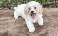 Tan and White Male Puppy *SMALL* REDUCED!, a male Maltipoo for sale in Orlando, FL – 4 of 10
