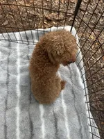 Beautiful Red Female (Petite Face and Build), a female Poodle - Toy  for sale in Live Oak, FL – 7 of 8