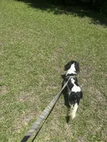 Handsome!, a male Cavalier King Charles Spaniel for sale in Lake City, FL – 8 of 10